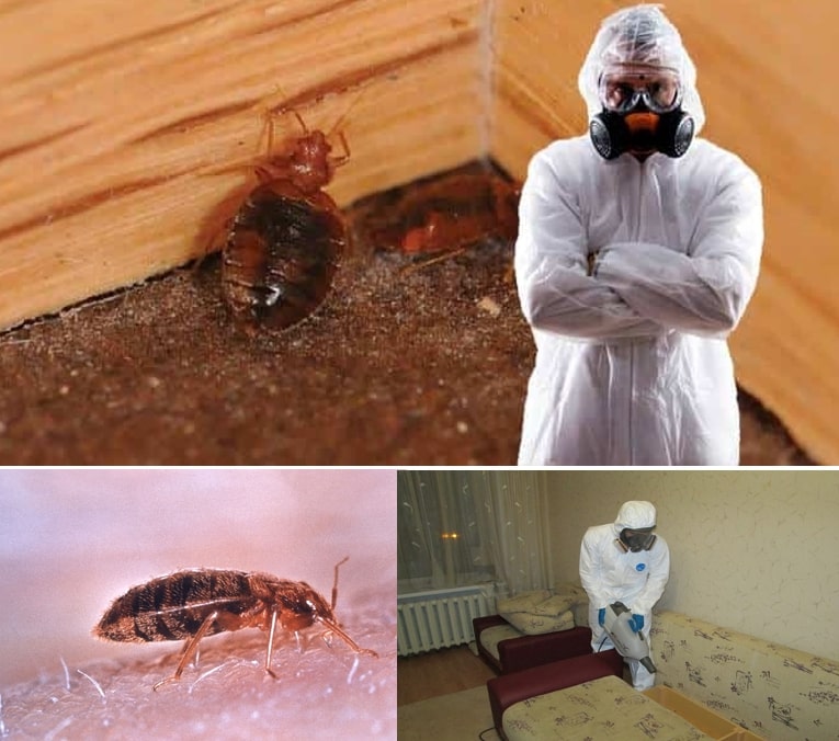 РАЗВИТИЕ КЛОПА